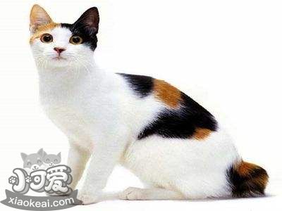 日本短尾猫抽搐怎么办 日本短尾猫抽搐原因介绍