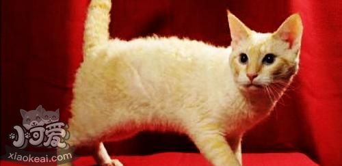 拉邦猫长猫癣怎么办 猫癣治疗方法介绍