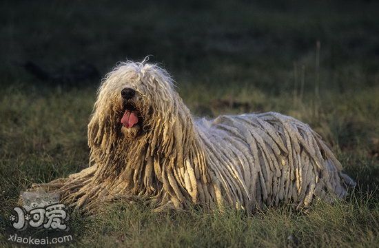 如何给可蒙犬剪指甲 可蒙犬剪指甲步骤流程1