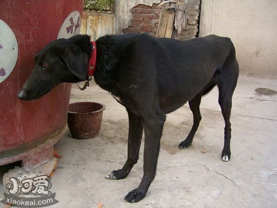 细犬幼犬怎么养 刚带回家两三个月的中国细犬照顾方法1