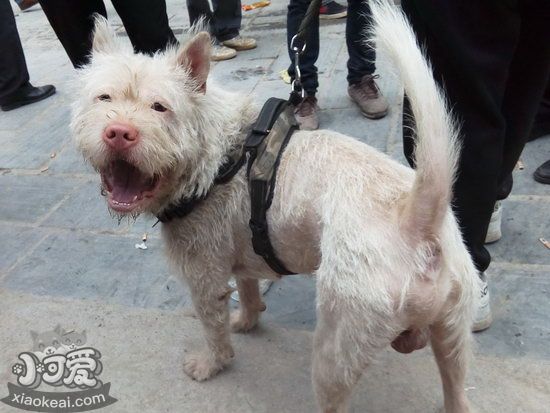 下司犬耳朵怎么清洁 下司犬耳朵清洁护理方法1