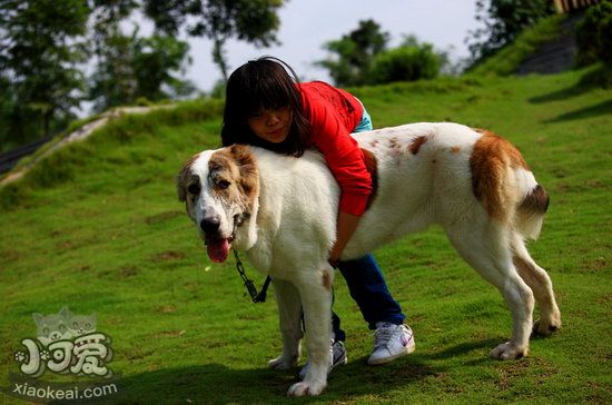 中亚牧羊犬吃什么狗粮好 中亚牧羊犬狗粮选择推荐1