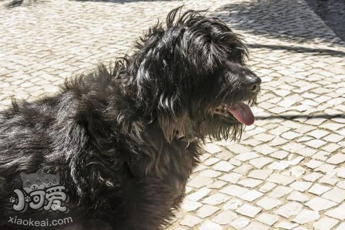 葡萄牙水犬好养吗 葡萄牙水犬喂养技巧