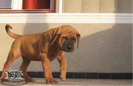 日本土佐犬怎么修剪指甲 日本土佐犬剪指甲方法1