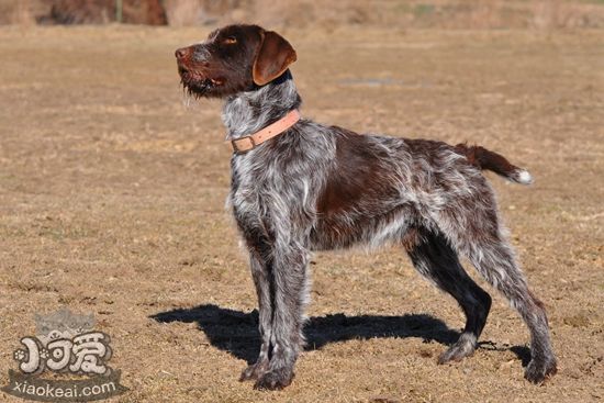 刚毛指示格里芬犬怎么梳毛 刚毛指示格里芬犬梳毛技巧