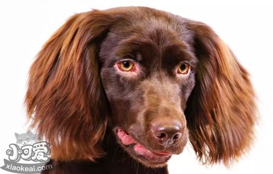 博伊金猎犬得了胰腺炎有什么症状 胰腺炎症状介绍
