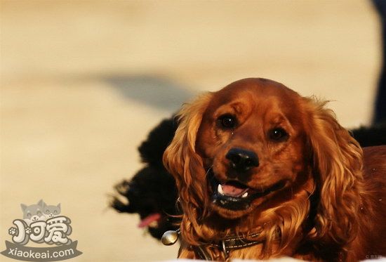 田野小猎犬拉肚子怎么处理 田野小猎犬拉稀治疗方法1