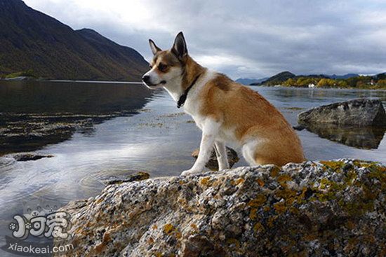 挪威伦德猎犬怎么养 挪威伦德猎犬饲养心得1