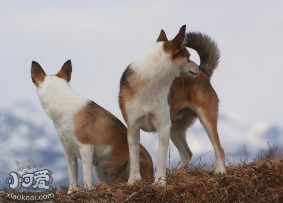 挪威伦德猎犬耳朵怎么清洁 挪威伦德猎犬耳朵护理方法1