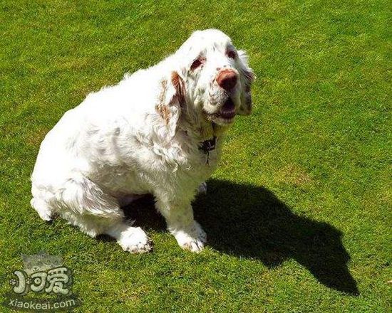 西班牙小猎犬注意力怎么训练 集中注意力训练方法