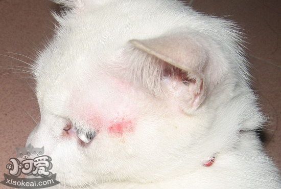 猫猫皮肤病怎么治疗4