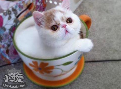 茶杯猫要绝育吗 茶杯猫绝育注意事项