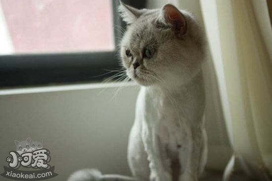 蒂凡尼猫产后怎么催奶 蒂凡尼猫催奶方法