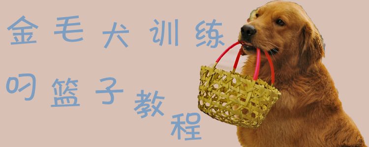 金毛犬训练叼篮子教程1