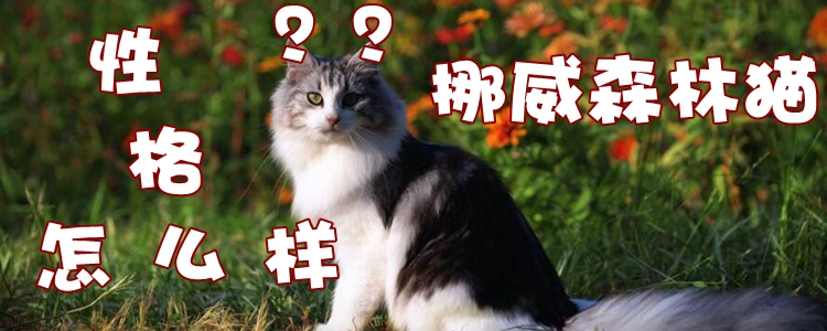 挪威森林猫性格怎么样