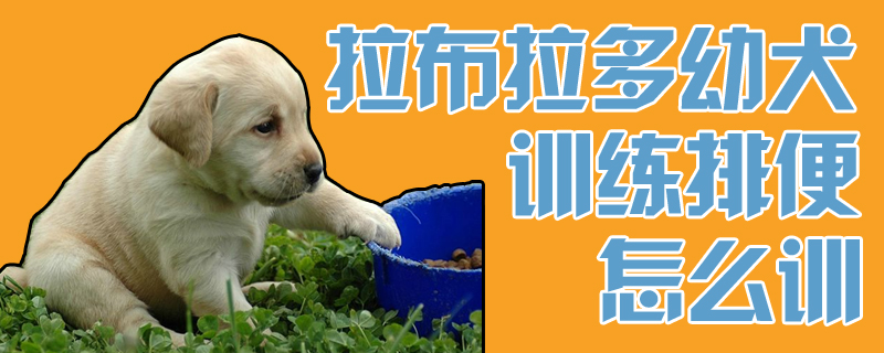 拉布拉多幼犬训练排便怎么训