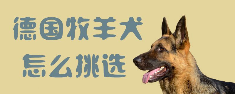 德国牧羊犬怎么挑选1