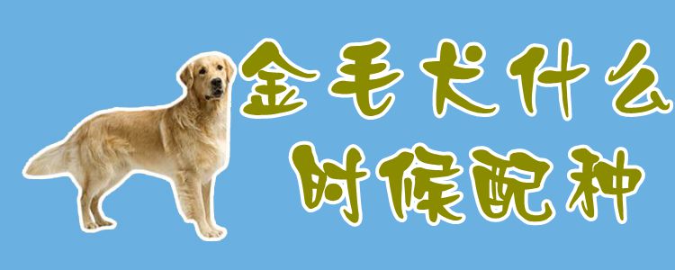 金毛犬什么时候配种1