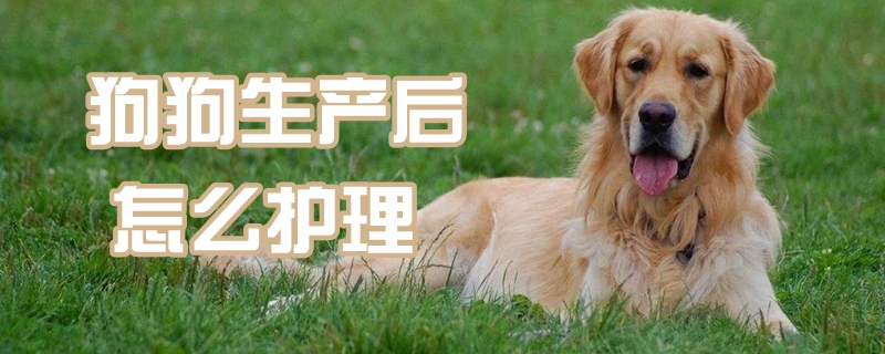 狗狗生产后怎么护理