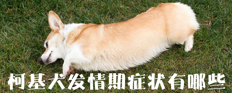 柯基犬发情期症状有哪些