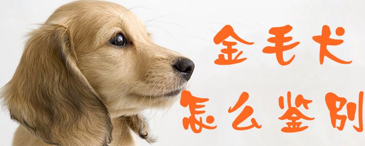 金毛犬怎么鉴别1