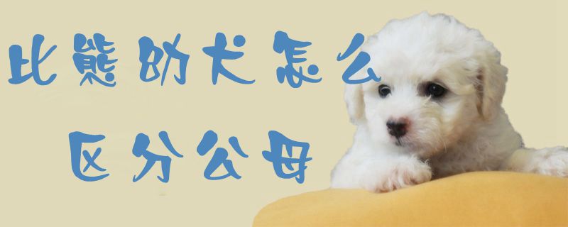 比熊幼犬怎么区分公母1