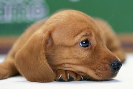 狗狗犬瘟热初期症状有哪些 犬瘟热初期症状怎么治2