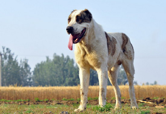 中亚牧羊犬价格是多少 中亚牧羊犬价格介绍1