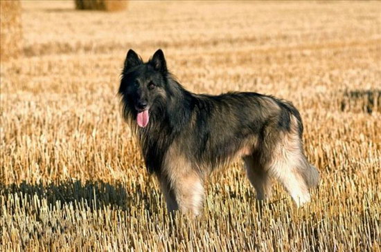 比利时牧羊犬价格是多少 纯种比利时牧羊犬多少钱一只1