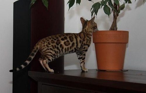 热带草原猫有什么特征 萨凡猫特征介绍