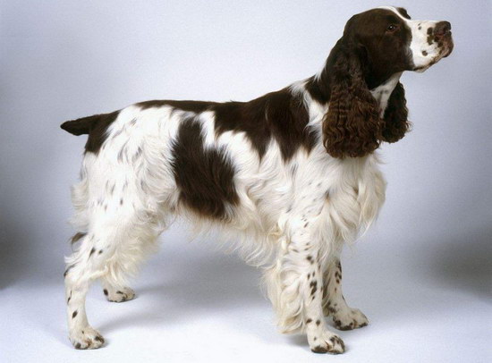史宾格犬价格是多少钱 纯种英国史宾格犬多少钱一只2