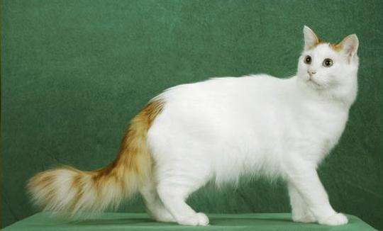 如何辨别土耳其梵猫 土耳其梵猫特征介绍