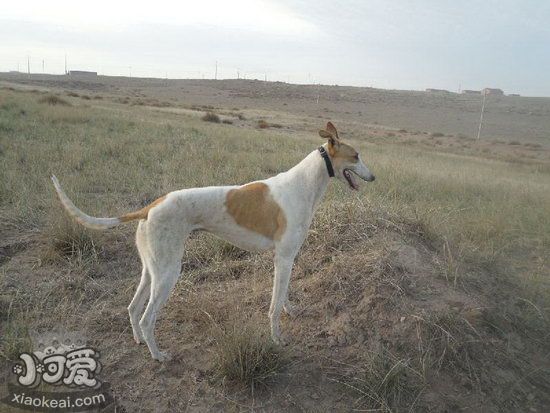 格力犬乱吠怎么办 灵缇犬乱叫解决方案1