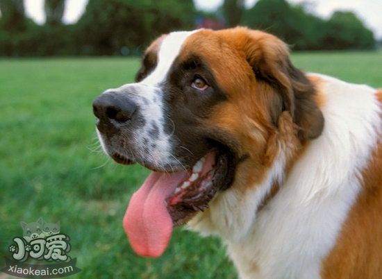 圣伯纳犬拉稀怎么办 圣伯纳犬拉肚子解决方法1