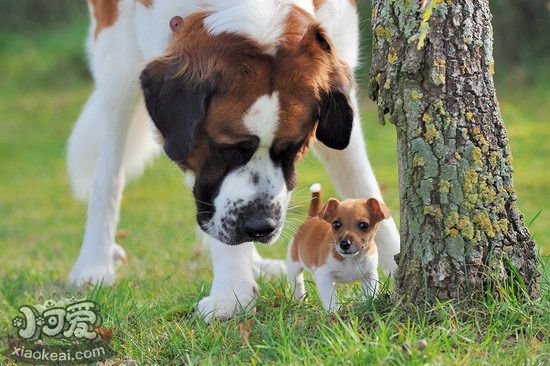 圣伯纳犬怀孕期间怎么照顾 圣伯纳犬妊娠期护理方法1