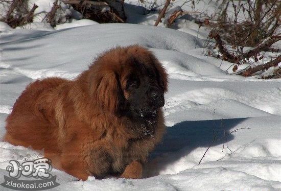 兰波格犬护主怎么训练 兰波格犬护主训练方法1