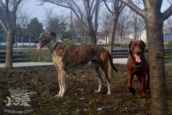 细犬怎么训练召回 中国细犬召回训练方法1