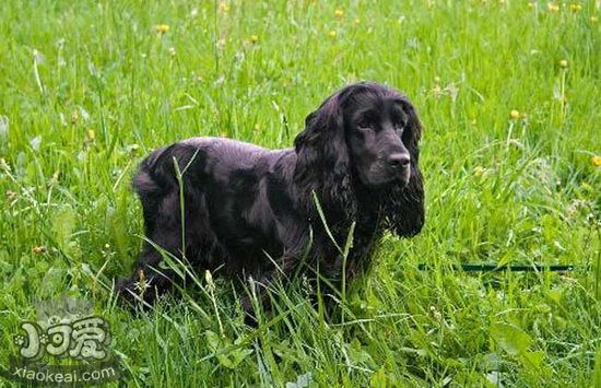 英国可卡犬空调病症状有哪些 英国可卡犬空调病防治介绍1