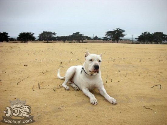 杜高犬皮肤过敏吃什么药 杜高犬皮肤过敏治疗方法