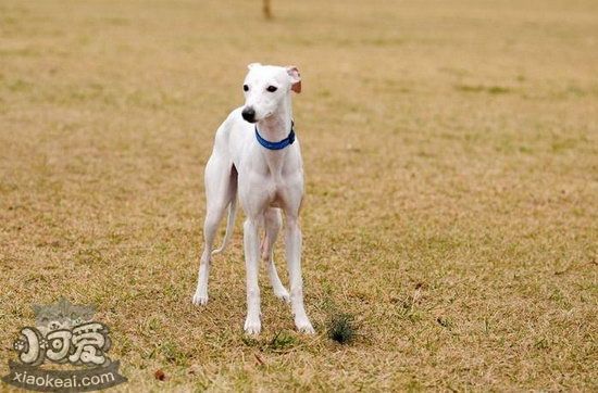 怎么禁止惠比特犬咬人 惠比特犬不咬人训练教程1