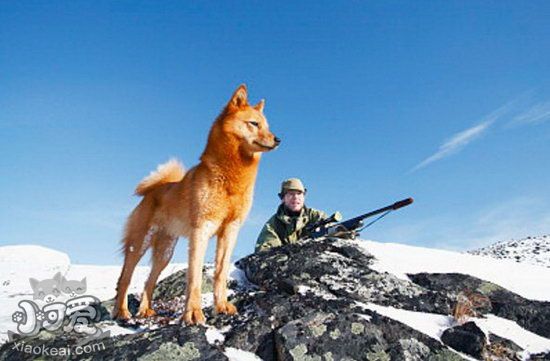 芬兰波美拉尼亚丝毛狗握手怎么学 芬兰狐狸犬握手训练方法1