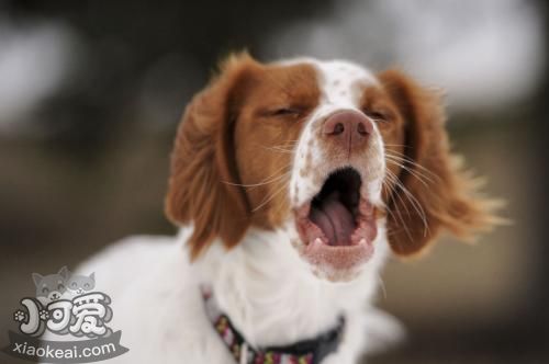 怎么训练布列塔尼犬听话 布列塔尼犬听话训练技巧