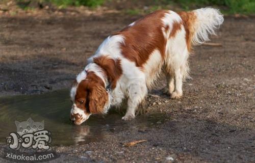 威尔士跳猎犬怎么训练 威尔士跳猎犬动作训练技巧