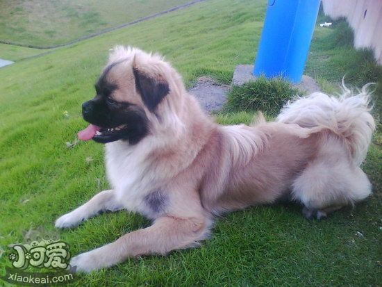 西藏猎犬怎么训练 西藏猎犬训练技巧分享1