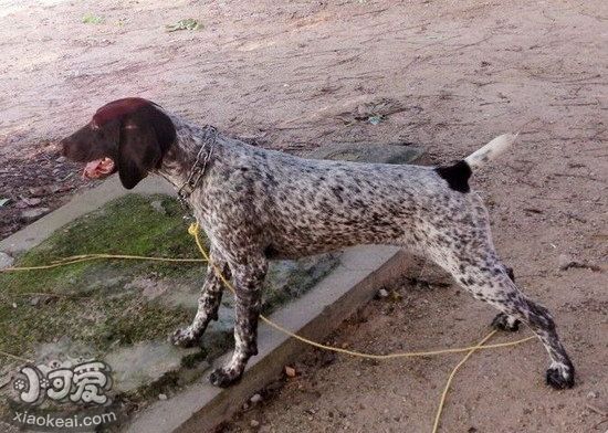 波音达猎犬捡东西如何训练 波音达猎犬捡东西训练教程1