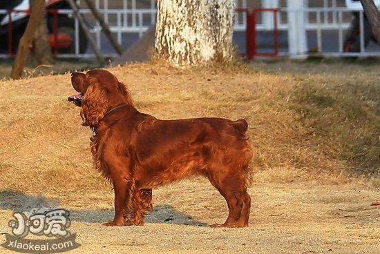 田野小猎犬趴下怎么训练 田野小猎犬躺下训练教程1