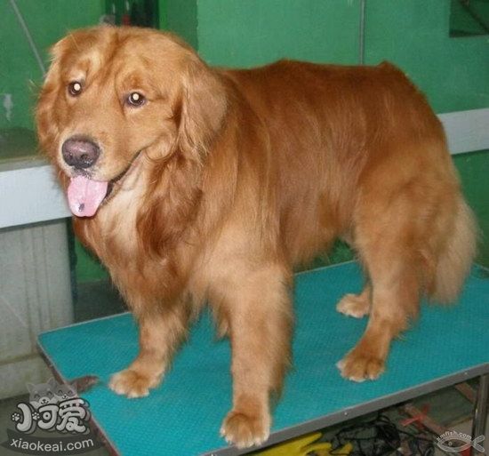 金毛犬怀孕要注意哪些问题 金毛犬怀孕注意事项1