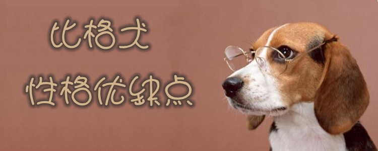 比格犬性格优缺点介绍