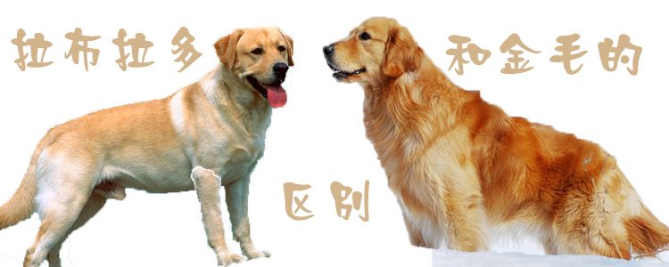 拉布拉多犬和金毛的区别是什么