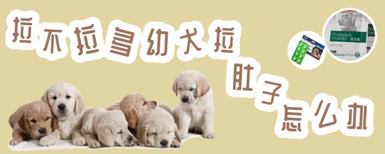 拉布拉多幼犬拉肚子怎么办